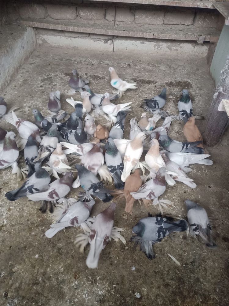 Продам Голубей молодых