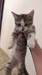 Отдам двух котят