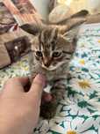 Котята в хорошие руки