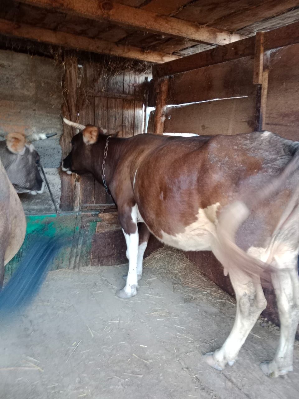 Продам телят 6 и 5 месяцев и коров
