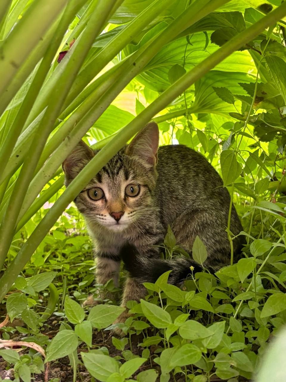 Кошка 4 мес от умной кошки, чистая и ухоженная