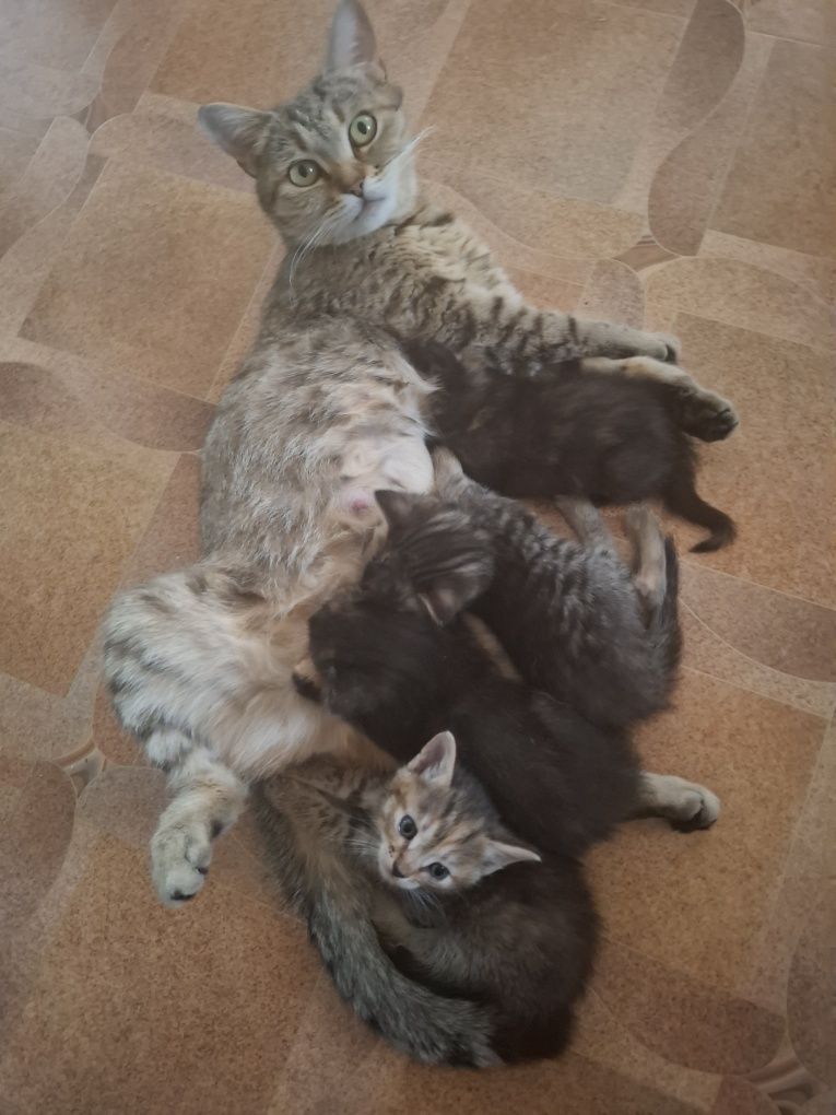 Отдам котят в хорошие руки