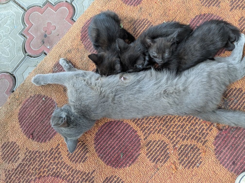 Отдам котят в добрые руки