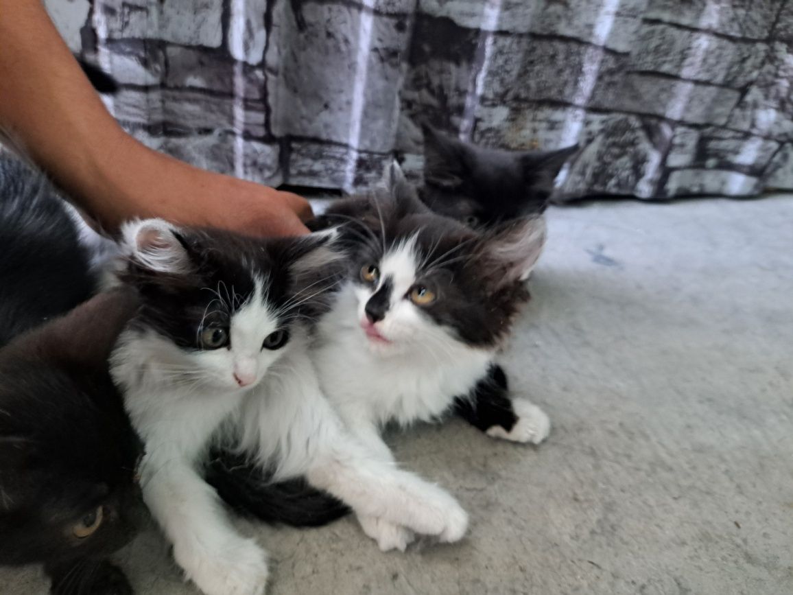 Котята ищат дом!