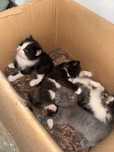 Кошка отдам бесплатно