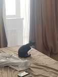 Кот классический