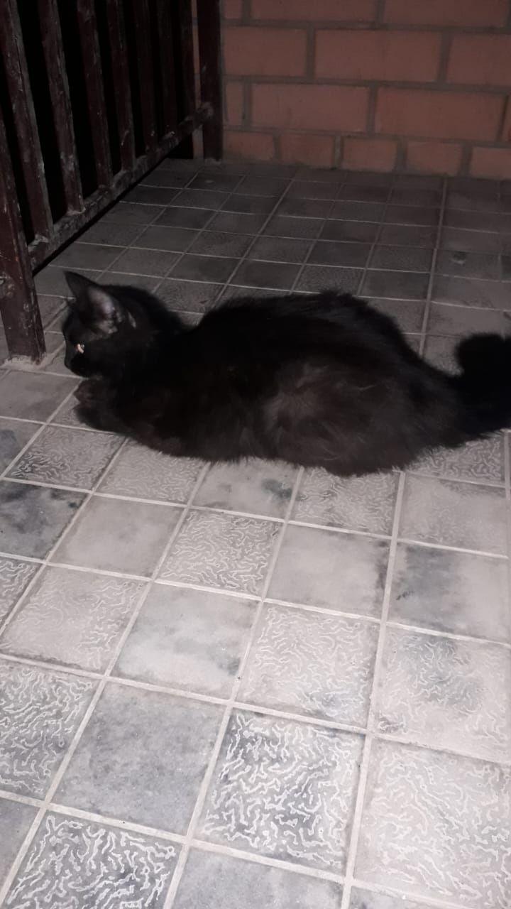 Отдам кошку в добрые руки!