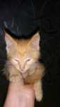 Котенок ищет семью