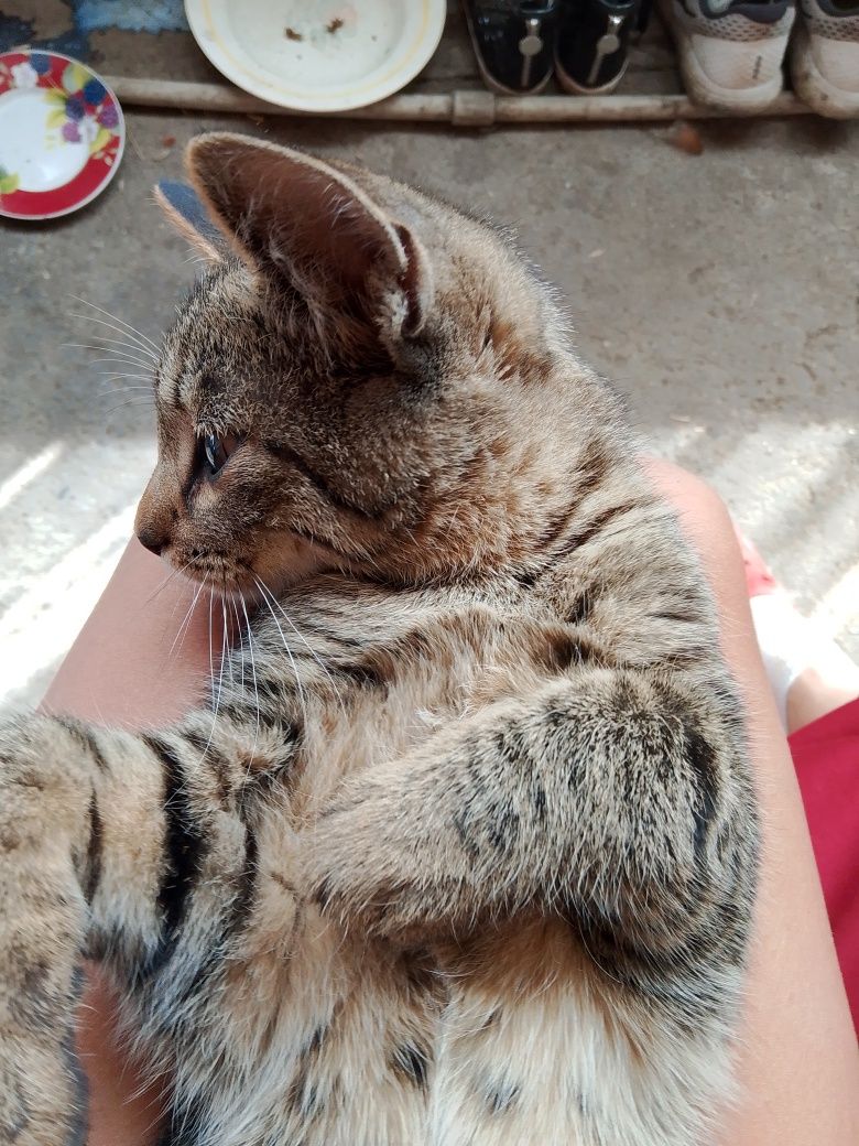 Котята 4 месяца, родились 28 февраля