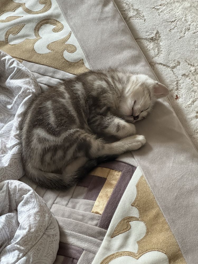 Шотландские котята ищут хозяев