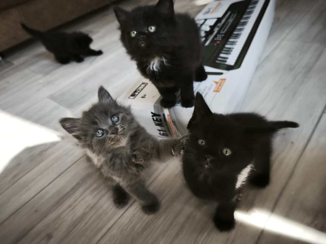 Отдам котят в добрые руки