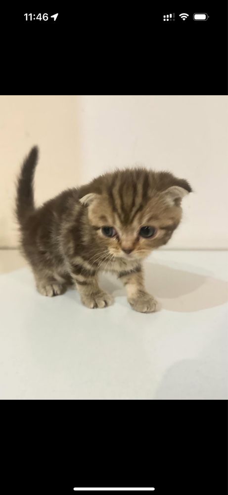 Котята шотландские