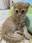 Рыжый котёнок мальчик,  город актау