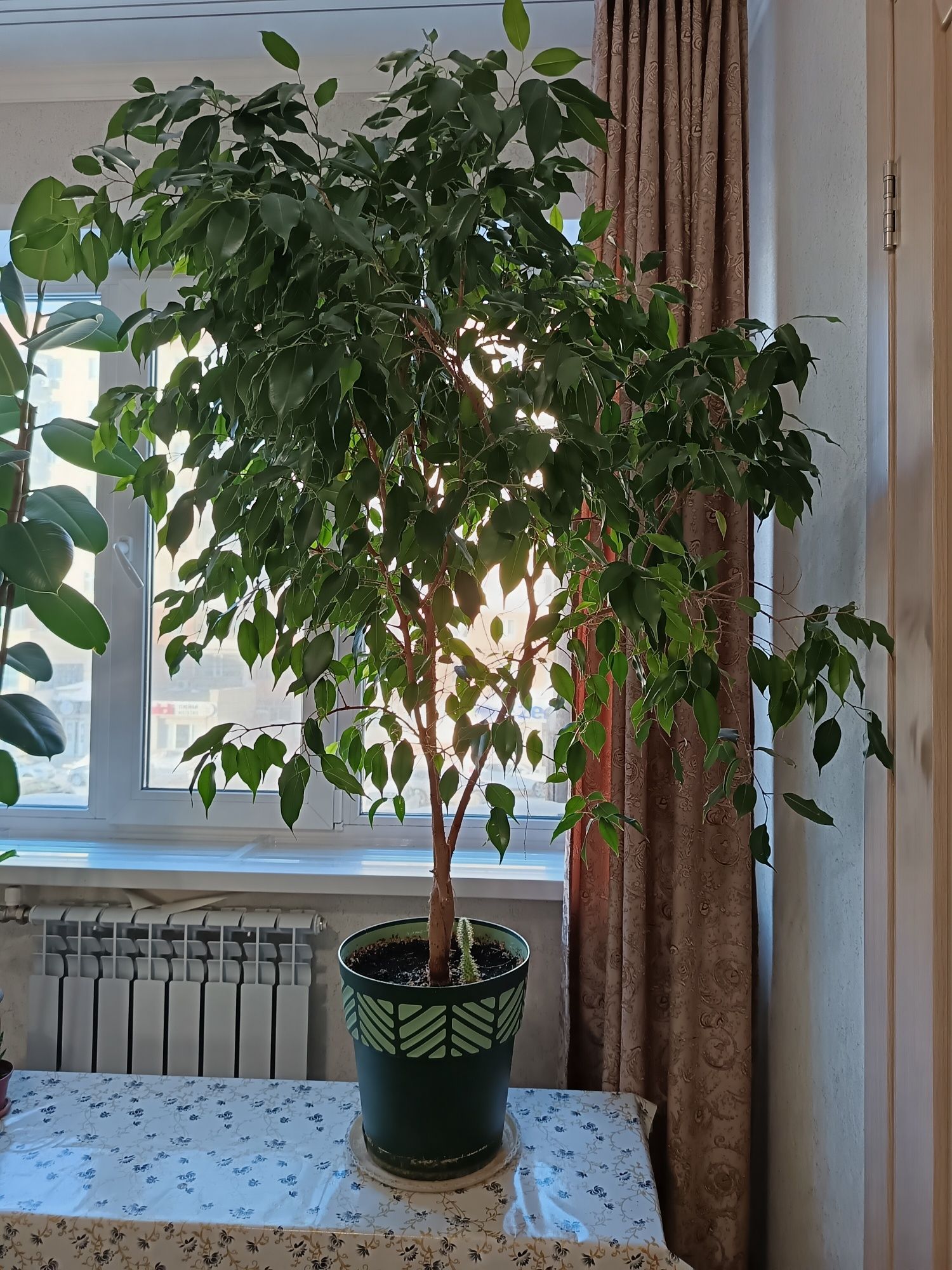 Цветы. Фикусы Бенджамина и Долларовое дерево.