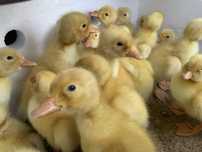 Продам утят ниже рыночной цены