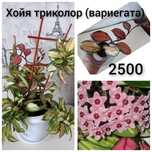 Хойя триколор вариегатная