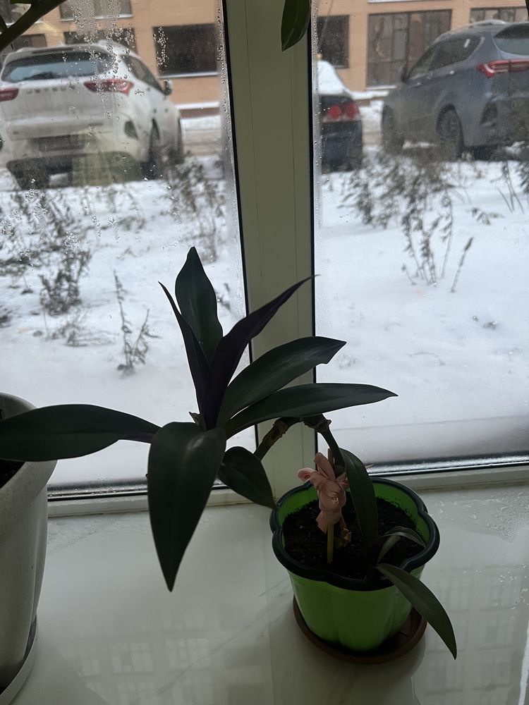 Комнатные растения