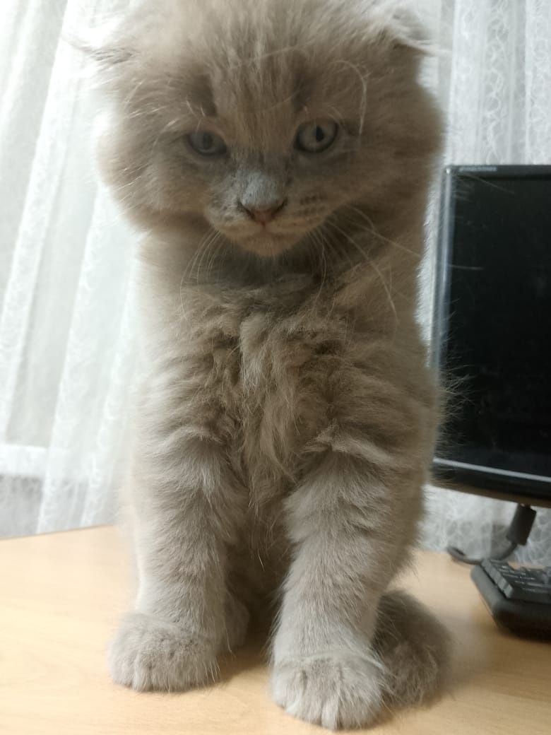 Британские котята вислоухие !