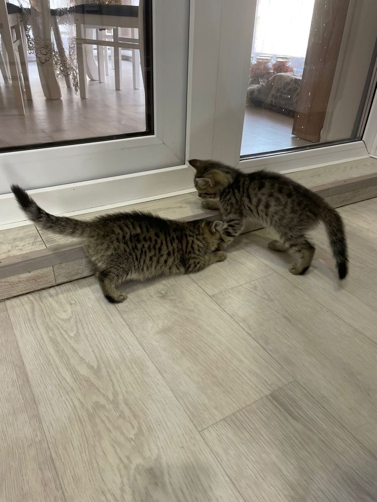 Котята два месяца