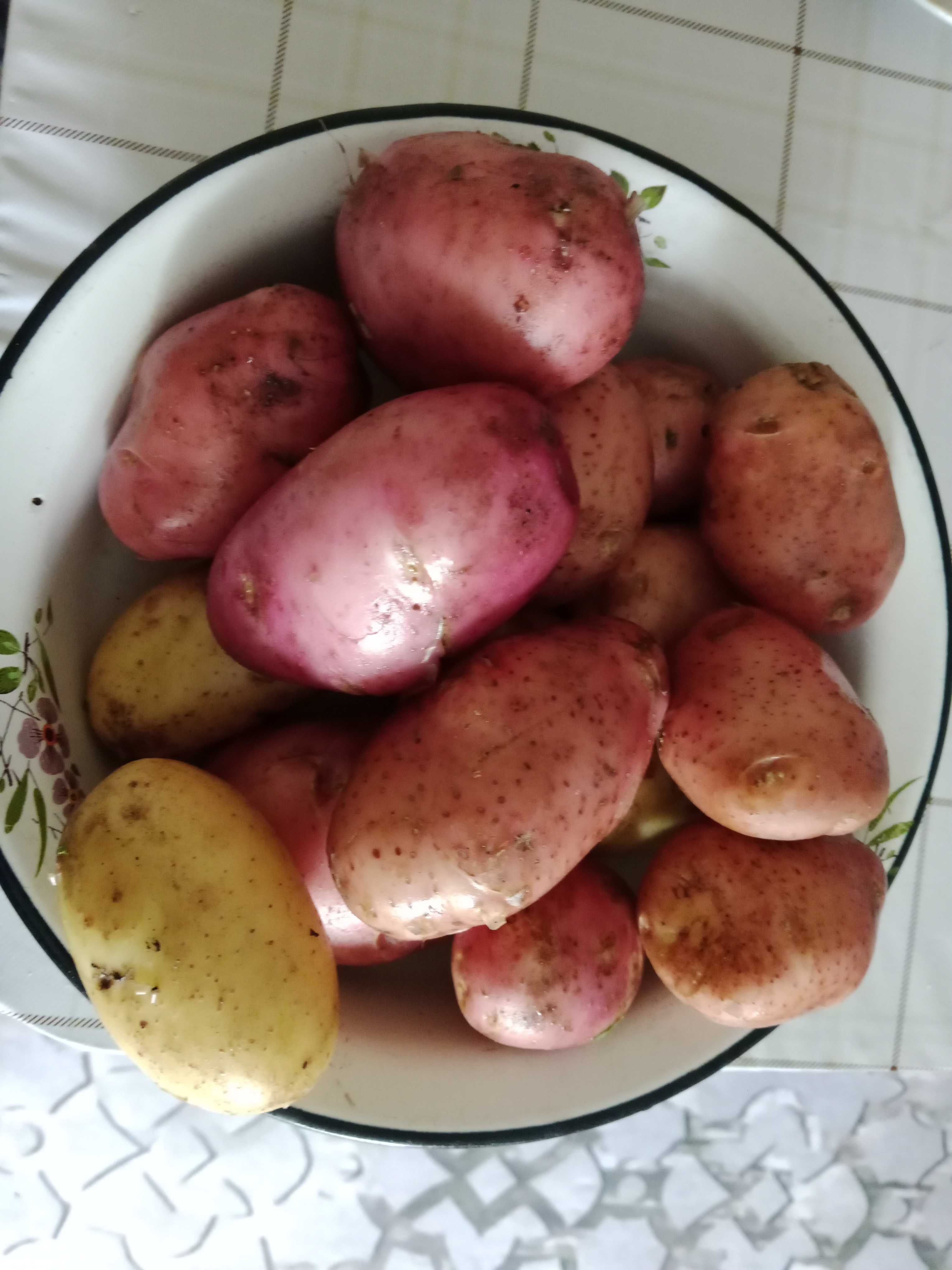 Молодой картофель