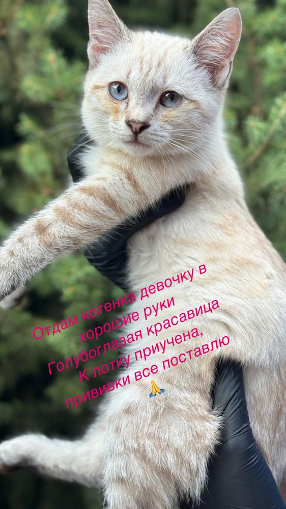 Котенок девочка 2 месяца