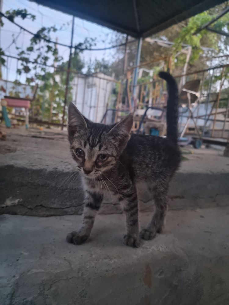 котенок девочка.