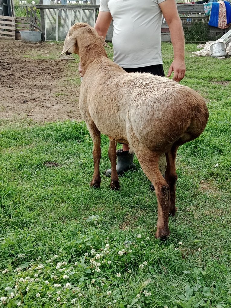 Продам Элитного кошкара