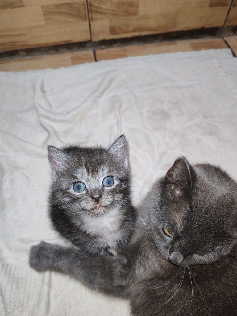 Отдам котят в добрые руки