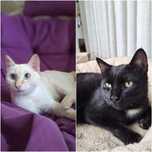 Отдам шикарных котиков