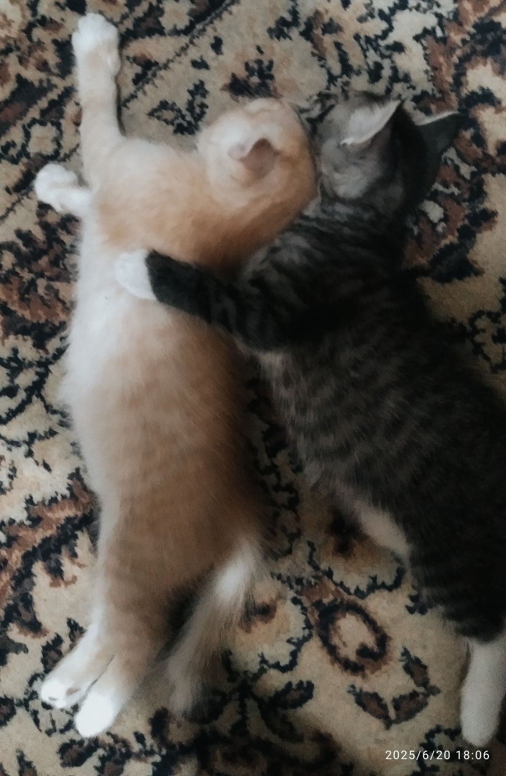 Котенок  веслоухий., мать скотишь фолд.