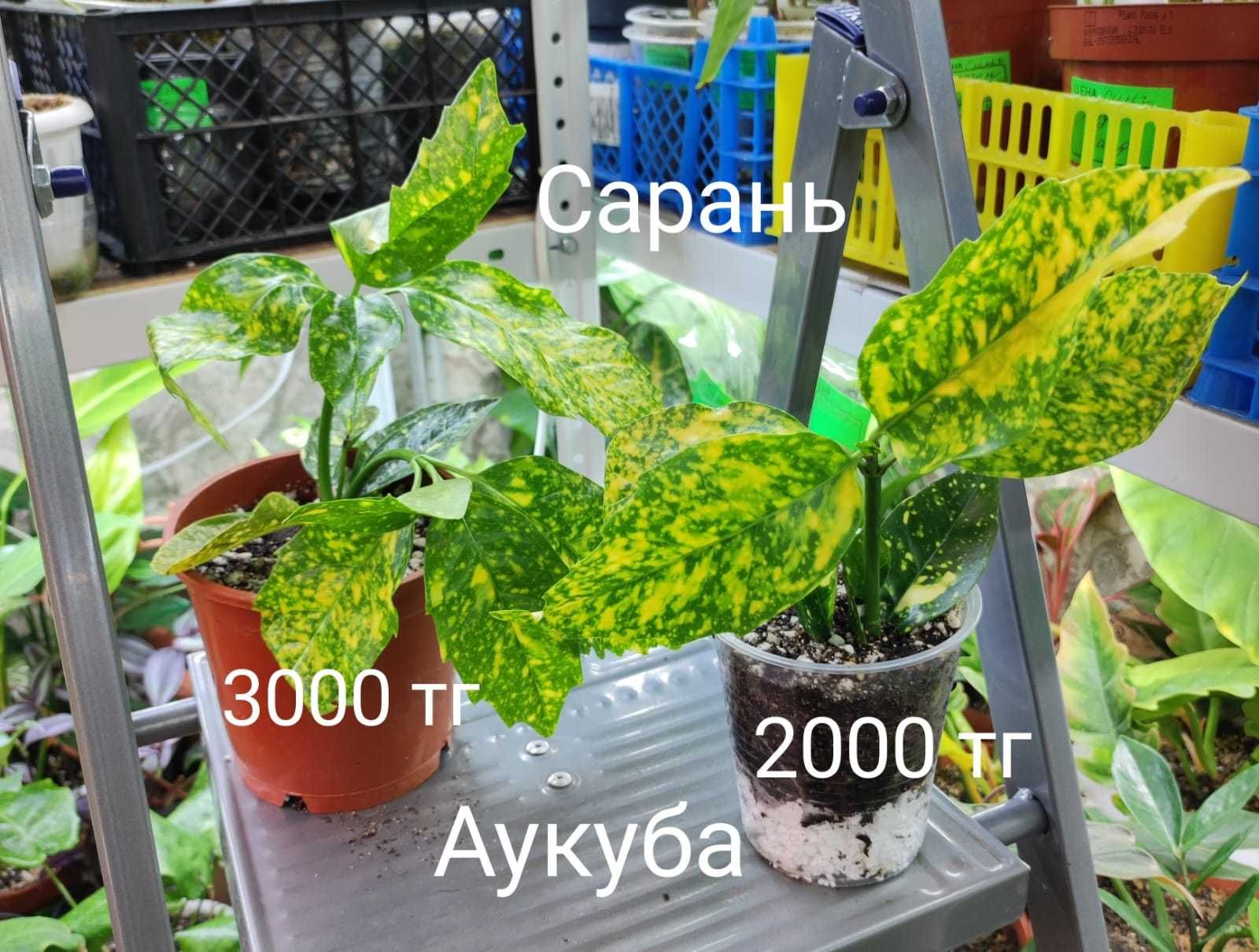 Гузмания,Аукуба.