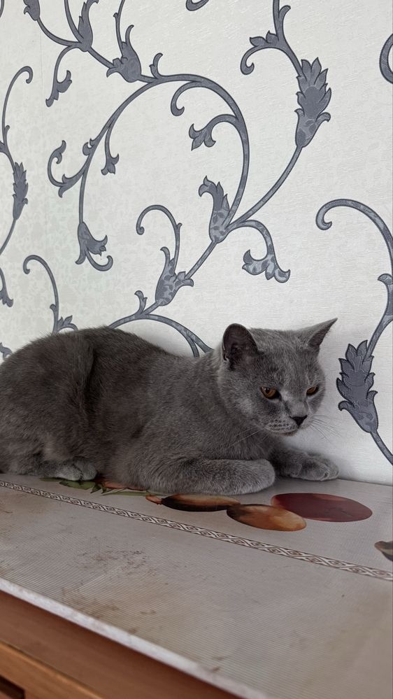 Кот британец в хорошие руки