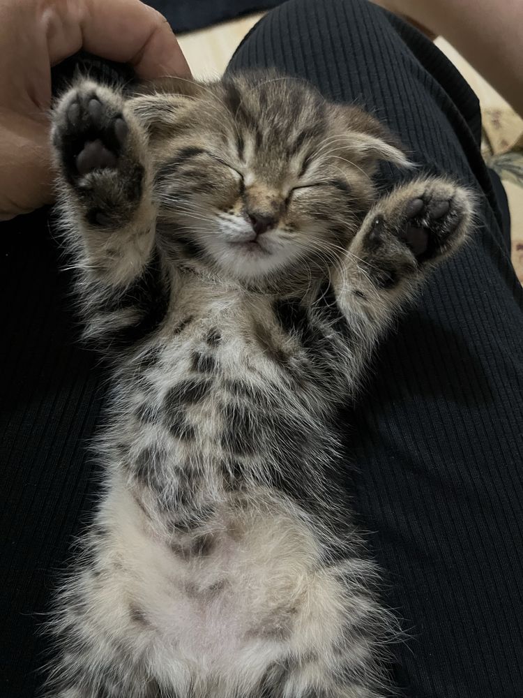 Вислоухие котята шотланские