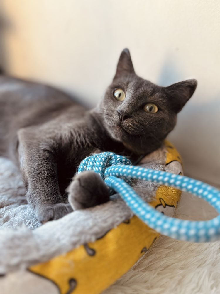Кошка в добрые руки, кот, котенок, кошка
