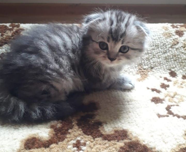 Вязка чистокровный  шотландский вислоухий  кот