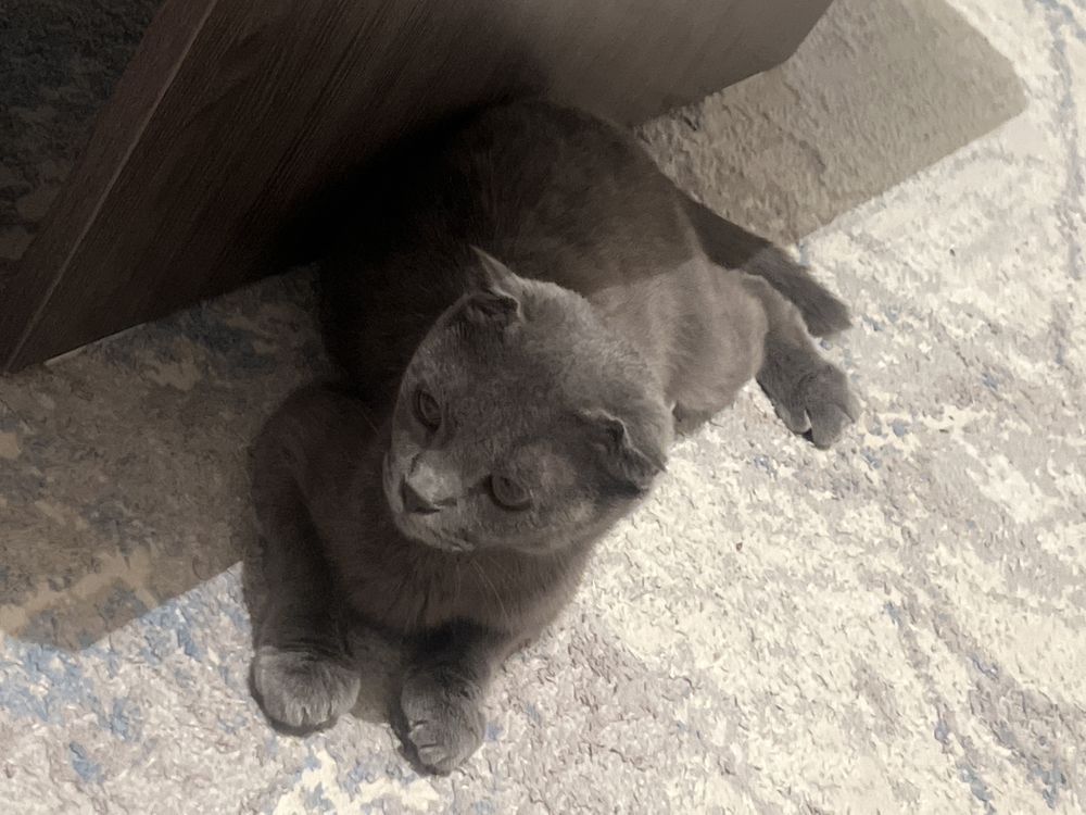 Кошка породистый 2,5мес