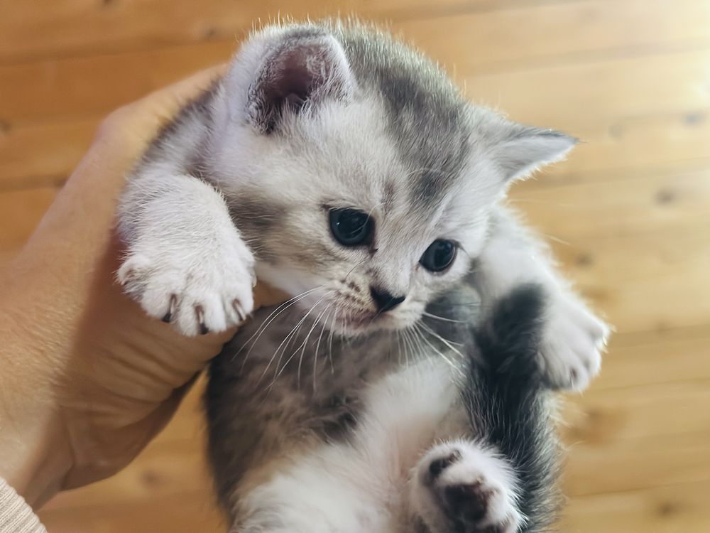 Продам шотландских котят