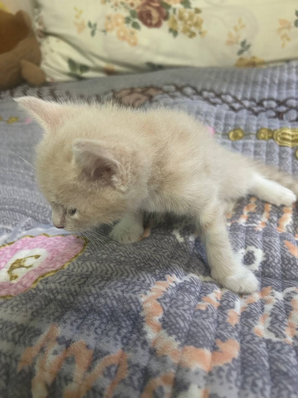 отдаю котят в добрые руки