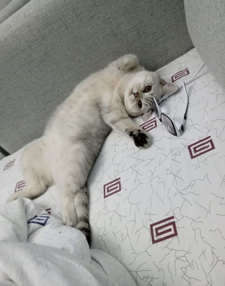 Продается породистый котёнок