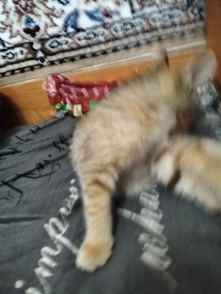 Котёнок маленький