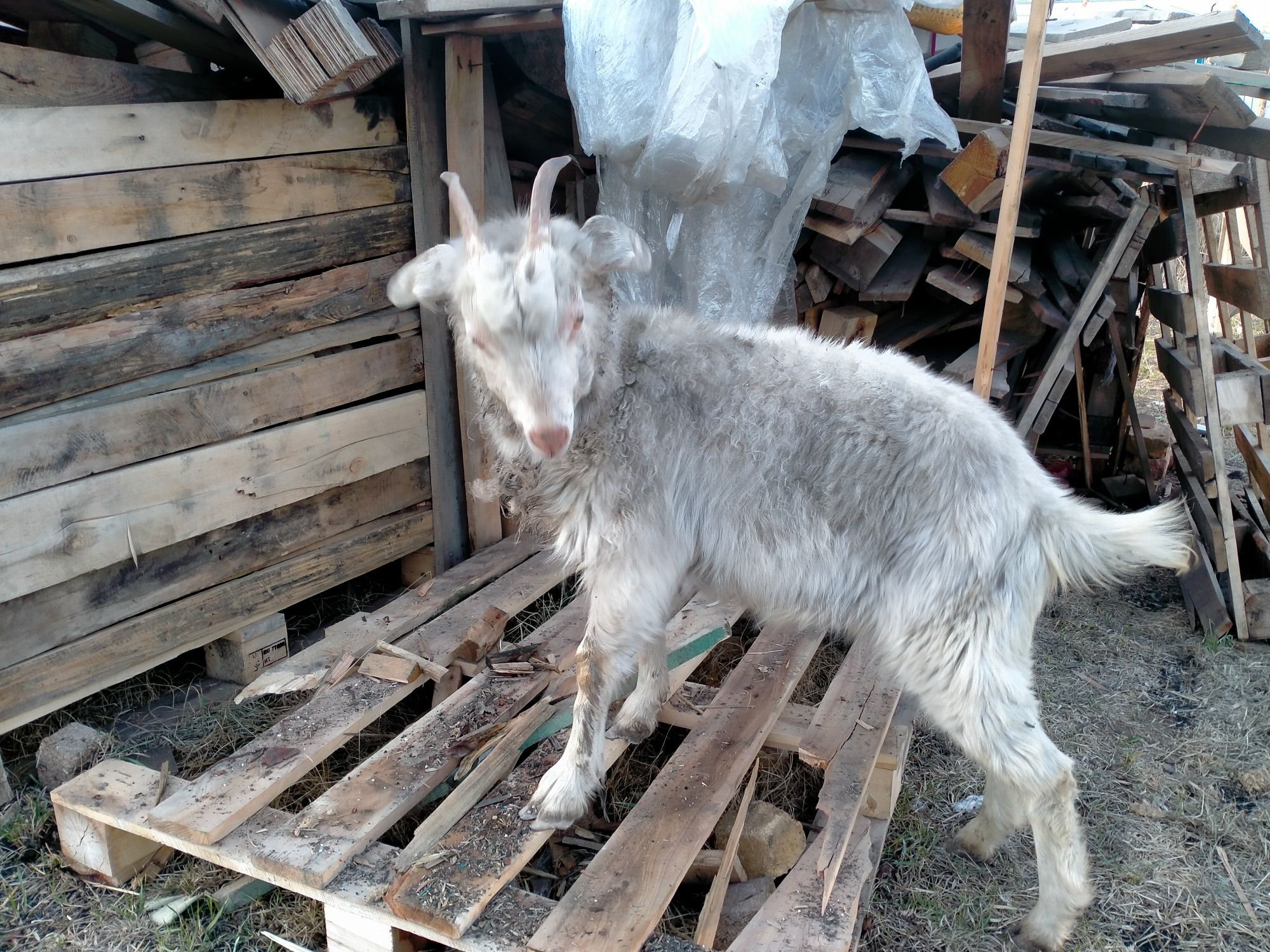 Заанески ешкілер