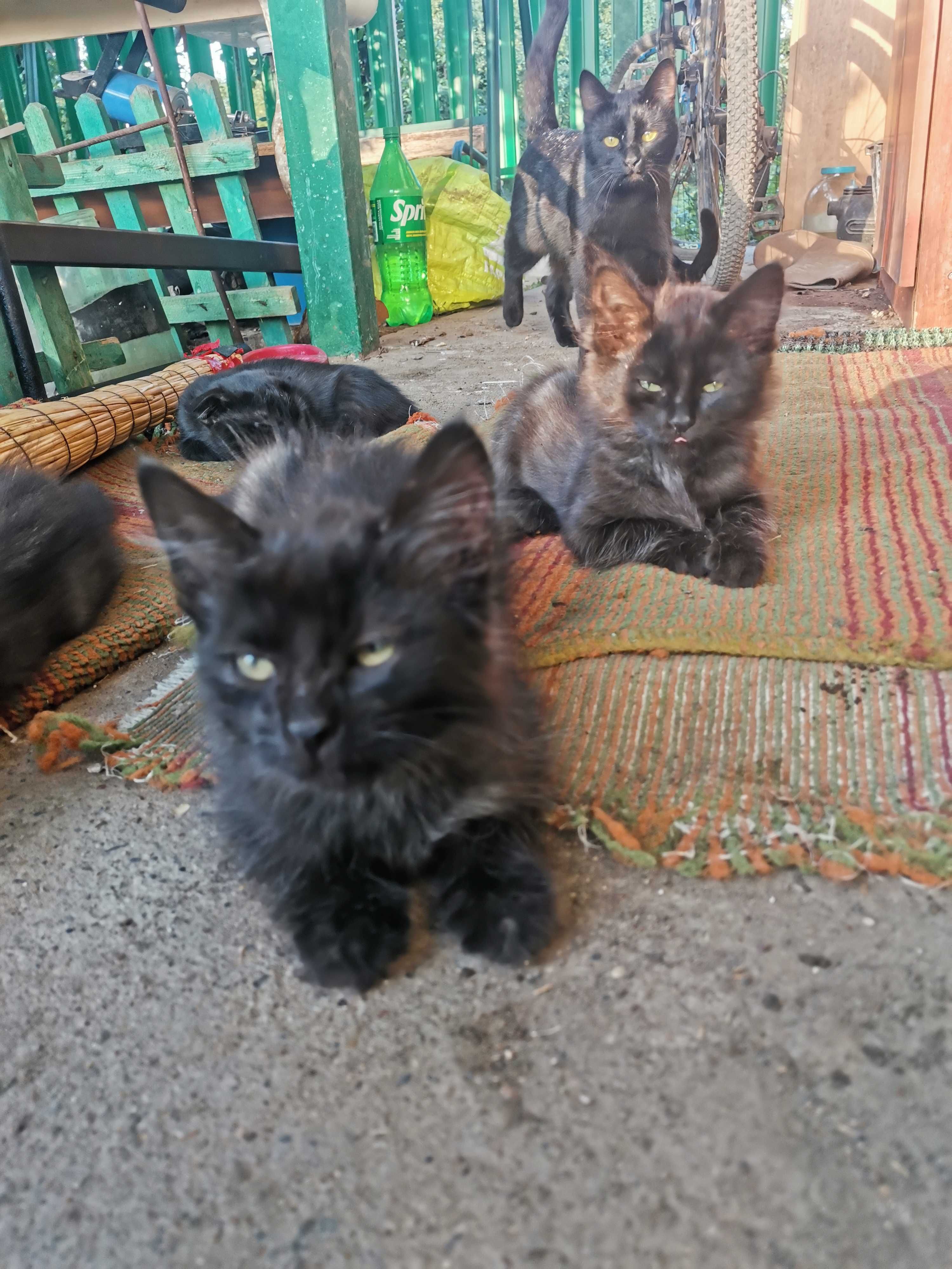 Красивые котята полупородистые