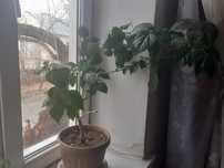 Продам дерева Гибискуса роза