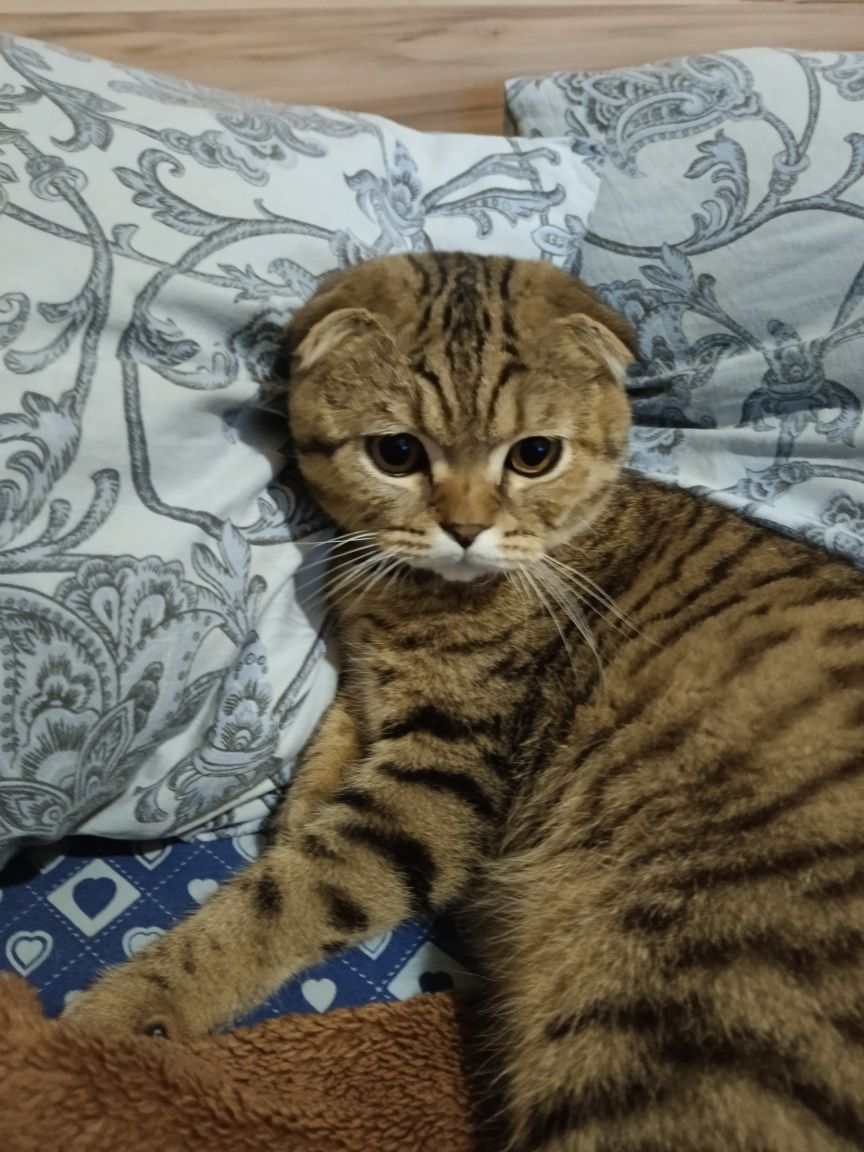 Ищу пародистую кошечку на случку