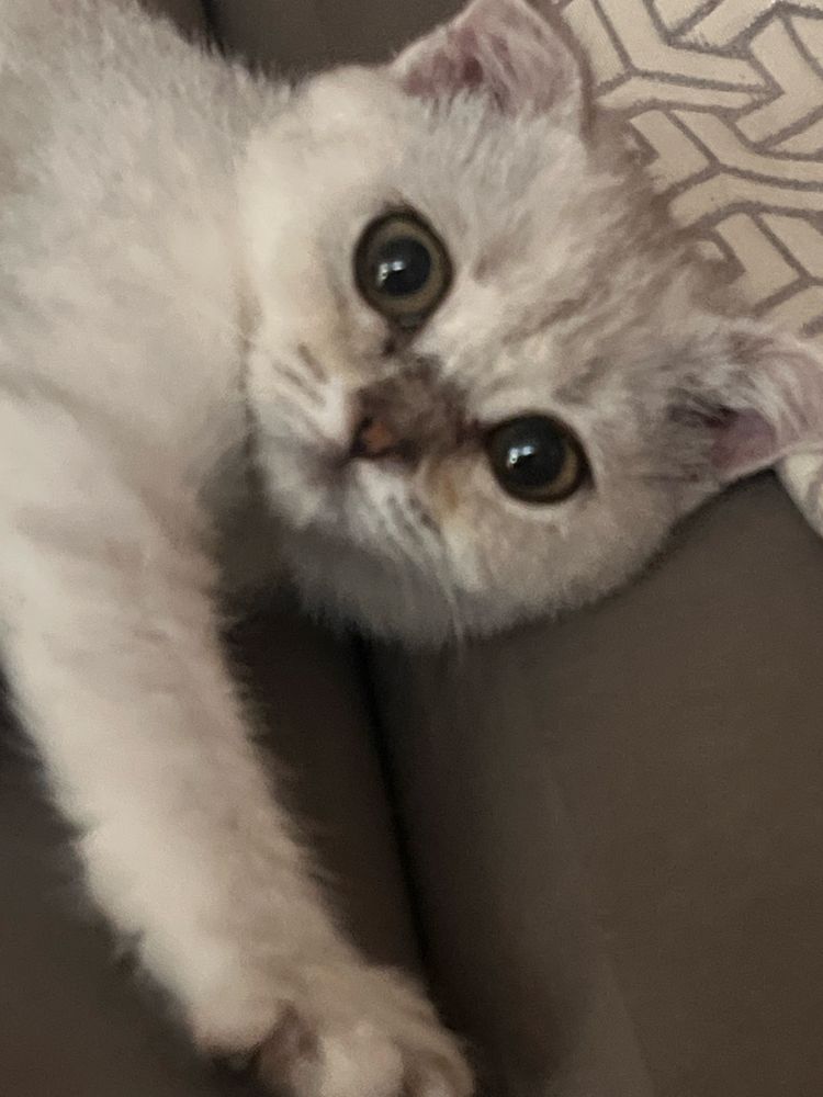 Продается вислоухая кошка