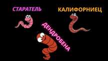 Дендрабена для разведения