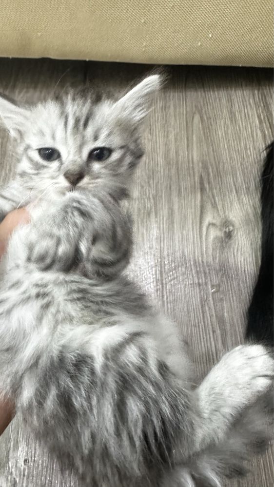 Котята 3 мальчика 1 девочка