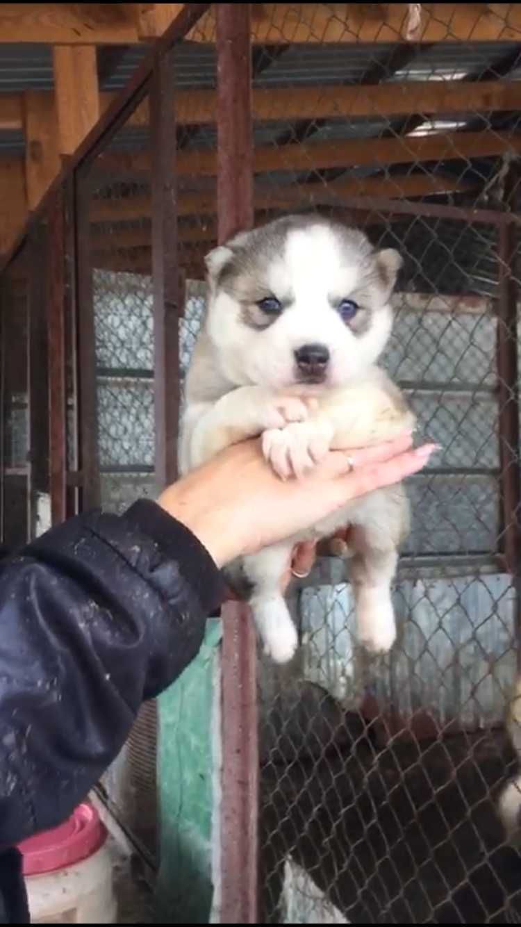Серебристый голубоглазый кавалер хаски 1 мес
