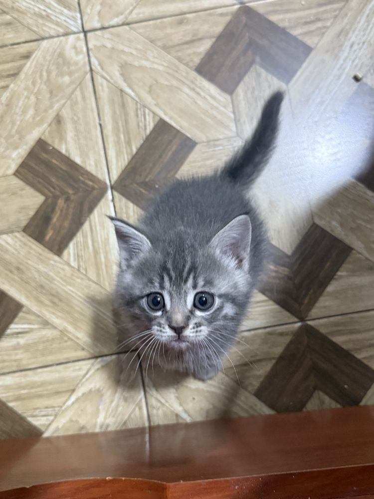 Шотланские котята серые и мраморные