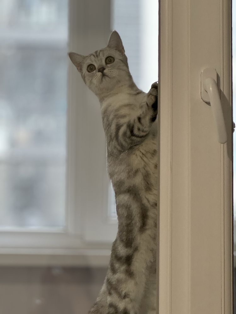 Продаем кошечку 1,3 месяца